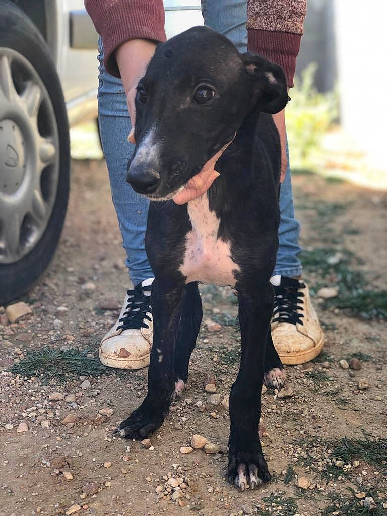 Kaiser participe au concours pour gagner de l'argent avec cette photo : canidae, carnivore, dog, dog_breed, fawn, galgo_espanol, greyhound, italian_greyhound, lurcher, magyar_agar, mammal, rampur_greyhound, sighthound, snout, sporting_group, vertebrate