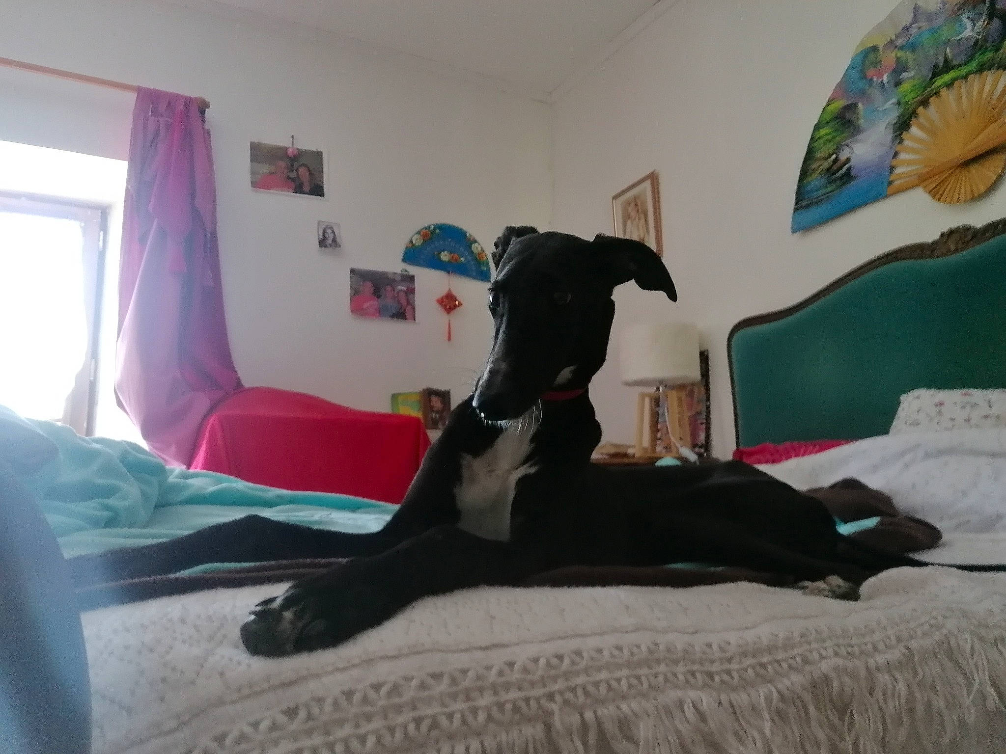 Kaiser participe au concours pour gagner de l'argent avec cette photo : bed, bed_sheet, bedroom, canidae, carnivore, comfort, dog, dog_breed, furniture, great_dane, guard_dog, house, interior_design, linens, non_sporting_group, room, tail