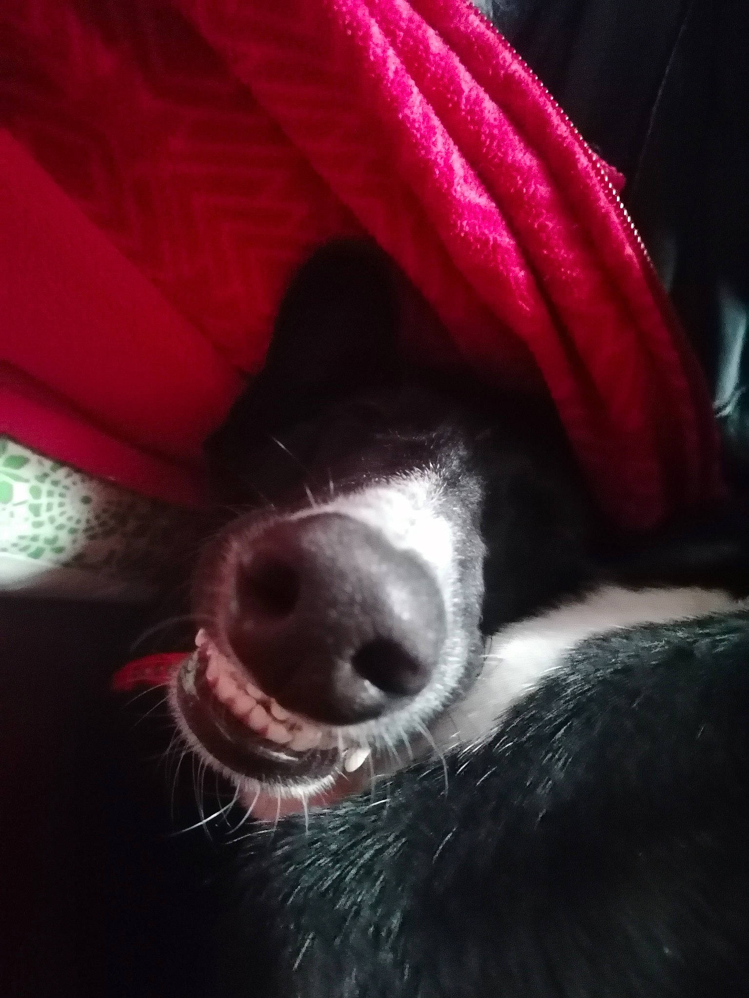 Kaiser participe au concours pour gagner de l'argent avec cette photo : canidae, carnivore, close_up, dog, dog_breed, eye, fur, italian_greyhound, jaw, lurcher, mouth, nose, pink, puppy, snout, sporting_group, whiskers