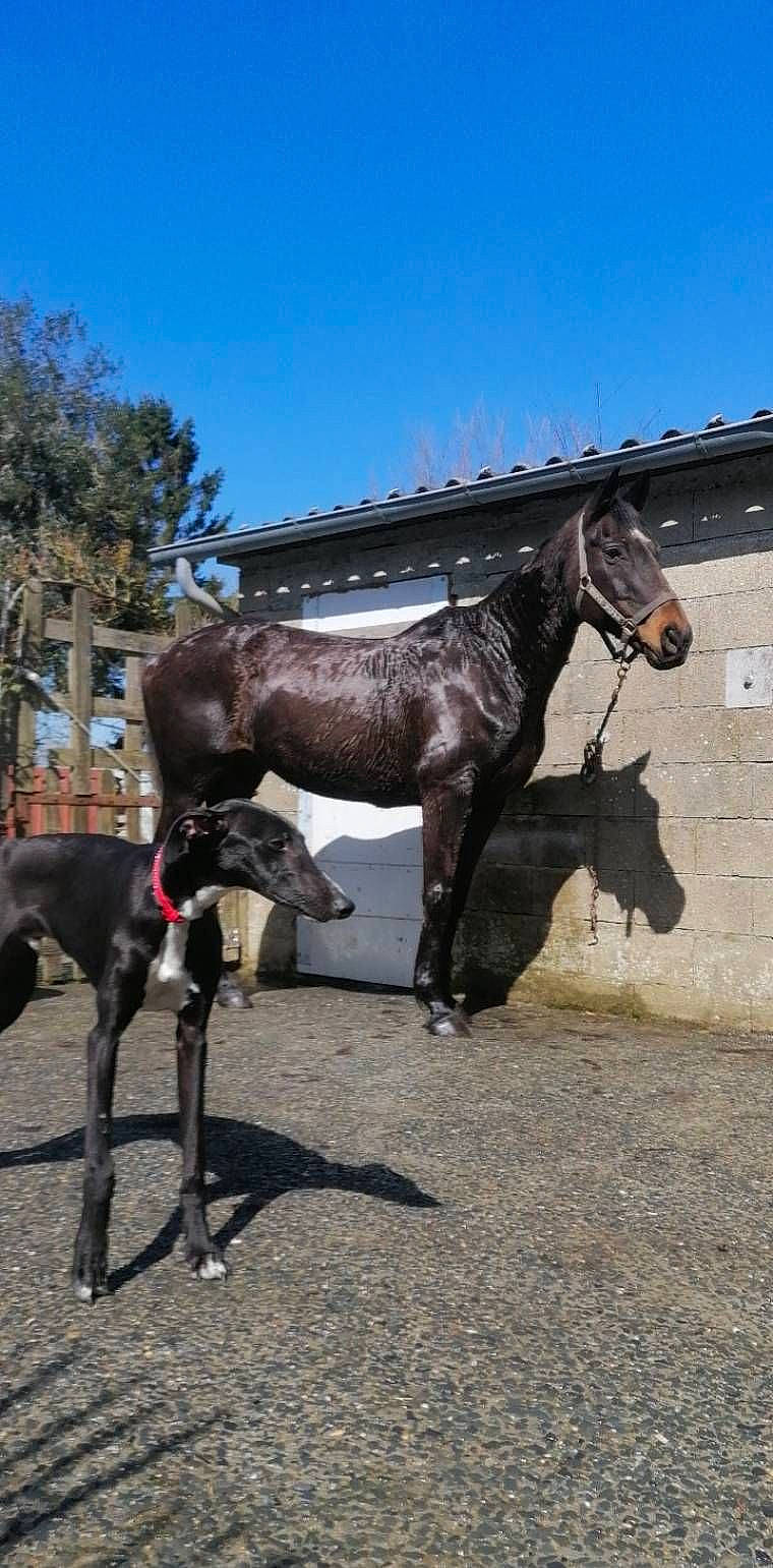 Kaiser participe au concours pour gagner de l'argent avec cette photo : colt, foal, horse, landscape, livestock, mammal, mane, mare, mustang_horse, pack_animal, sky, stallion, vertebrate