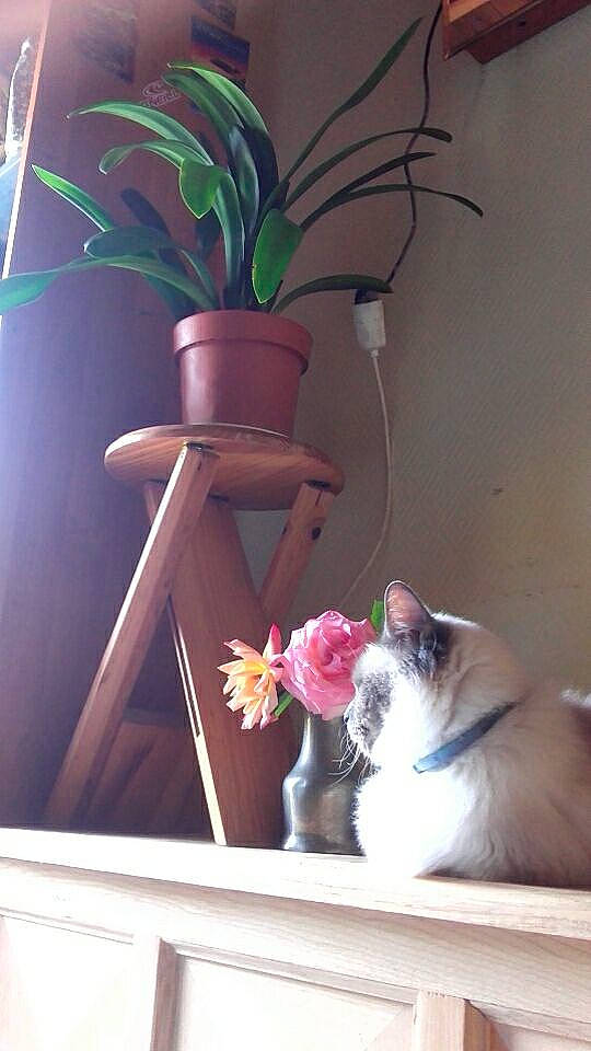 Pacha a rejoint le concours — aidez-le/la à gagner de superbes lots ! cat, felidae, flower, flowerpot, houseplant, plant, room, small_to_medium_sized_cats