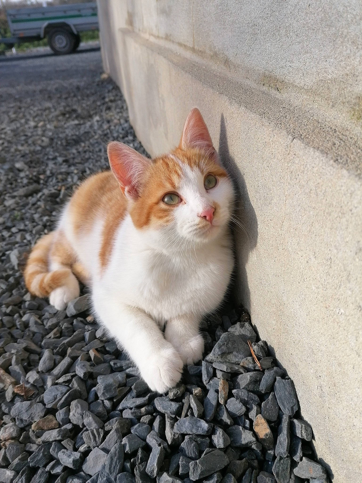 Mimi participe au concours pour gagner de l'argent avec cette photo : aegean_cat, american_wirehair, arabian_mau, asian, carnivore, cat, domestic_short_haired_cat, european_shorthair, eye, fawn, felidae, fur, german_rex, kitten, mammal, polydactyl_cat, small_to_medium_sized_cats, tabby_cat, tail, whiskers