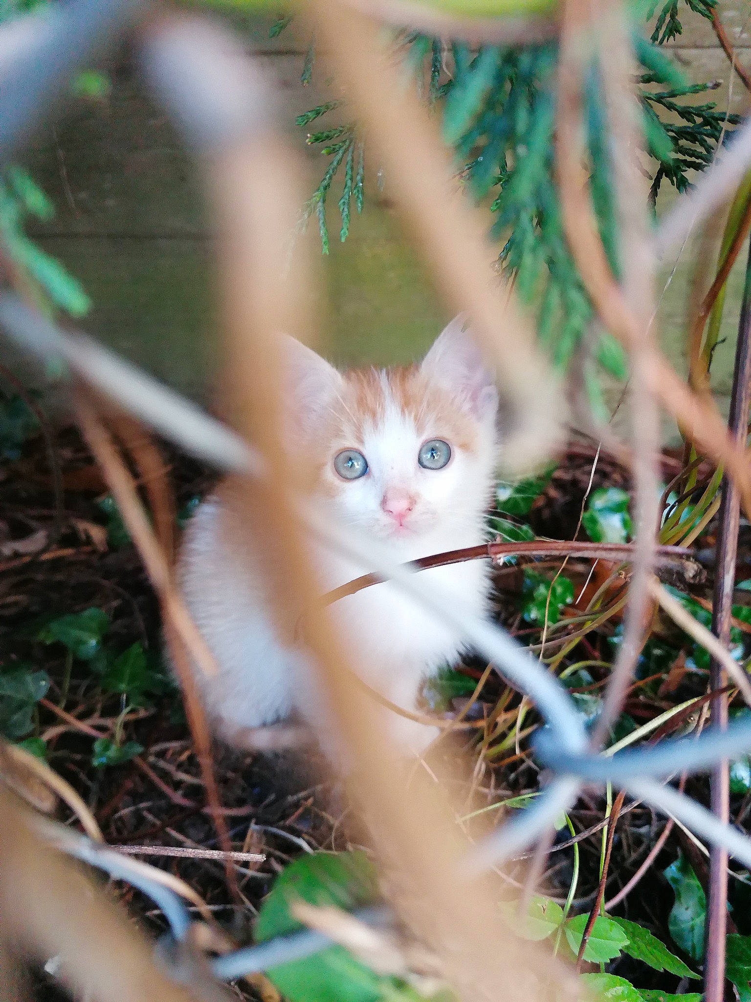 Mimi a rejoint le concours — aidez-le/la à gagner de superbes lots ! aegean_cat, carnivore, cat, domestic_short_haired_cat, eye, fawn, felidae, fur, grass, kitten, norwegian_forest_cat, plant, small_to_medium_sized_cats, tree, turkish_angora, turkish_van, whiskers, wildlife