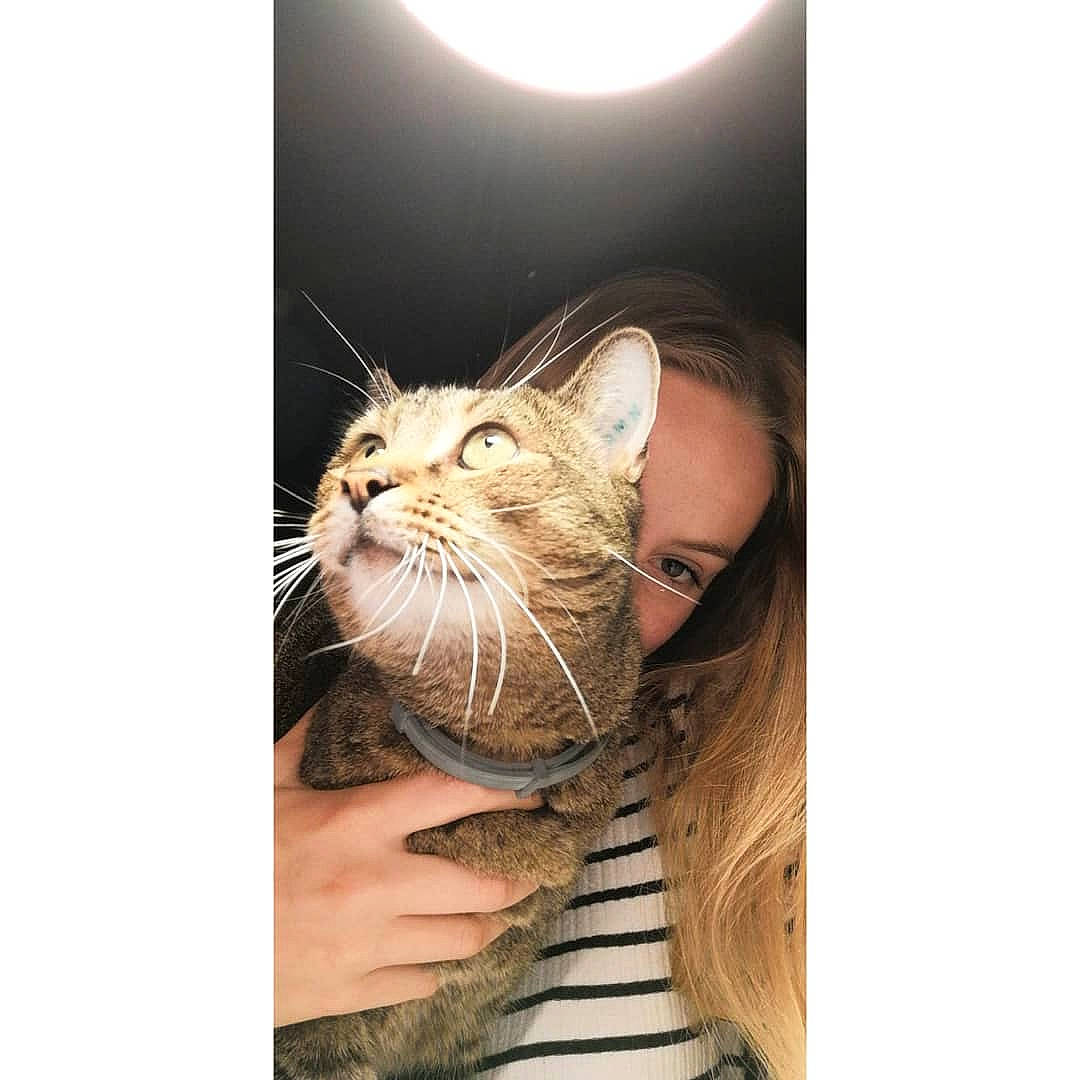 Tigrou a rejoint le concours — aidez-le/la à gagner de superbes lots ! american_shorthair, asian, carnivore, cat, domestic_short_haired_cat, ear, european_shorthair, felidae, fur, hand, kitten, maine_coon, photography, small_to_medium_sized_cats, snout, tabby_cat, whiskers