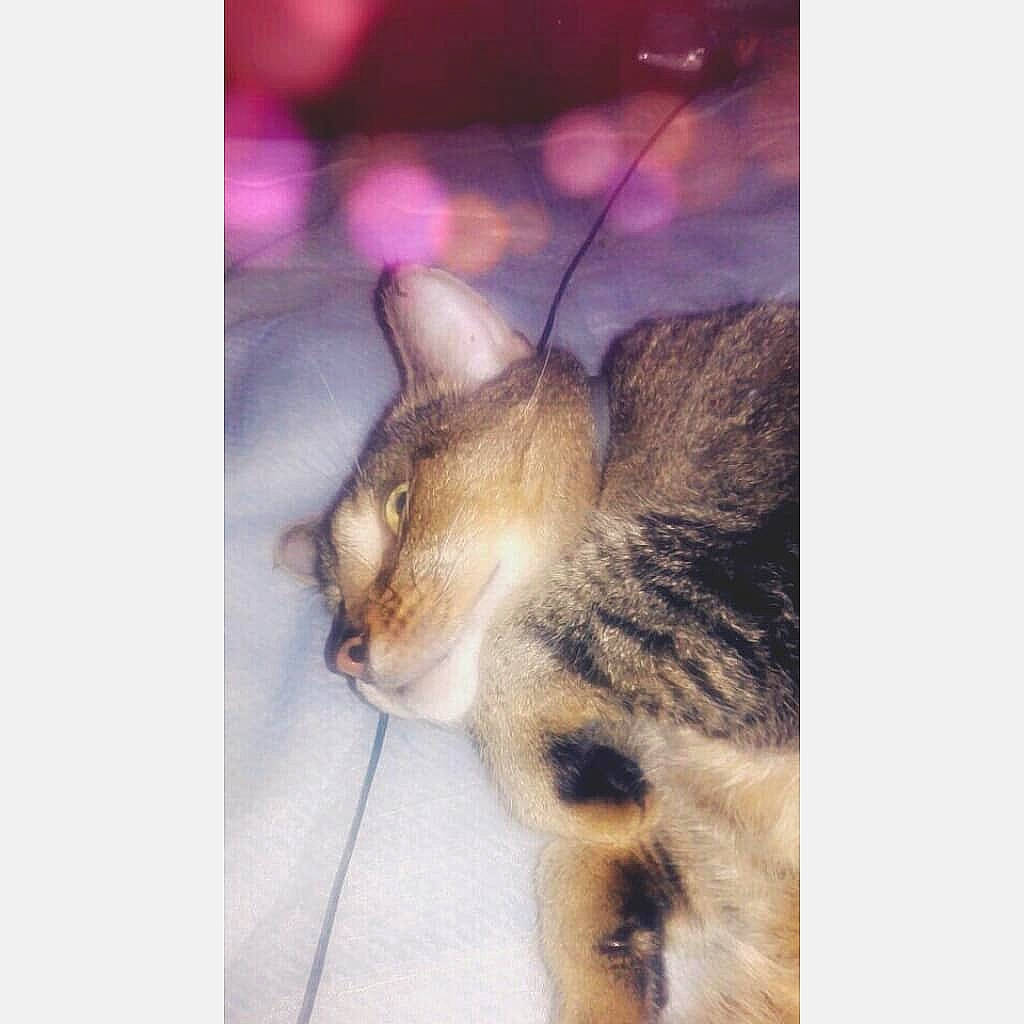 Tigrou a rejoint le concours — aidez-le/la à gagner de superbes lots ! aegean_cat, american_wirehair, asian, carnivore, cat, ear, egyptian_mau, european_shorthair, fawn, felidae, fur, kitten, paw, sky, small_to_medium_sized_cats, snapshot, square, tabby_cat, tail, whiskers