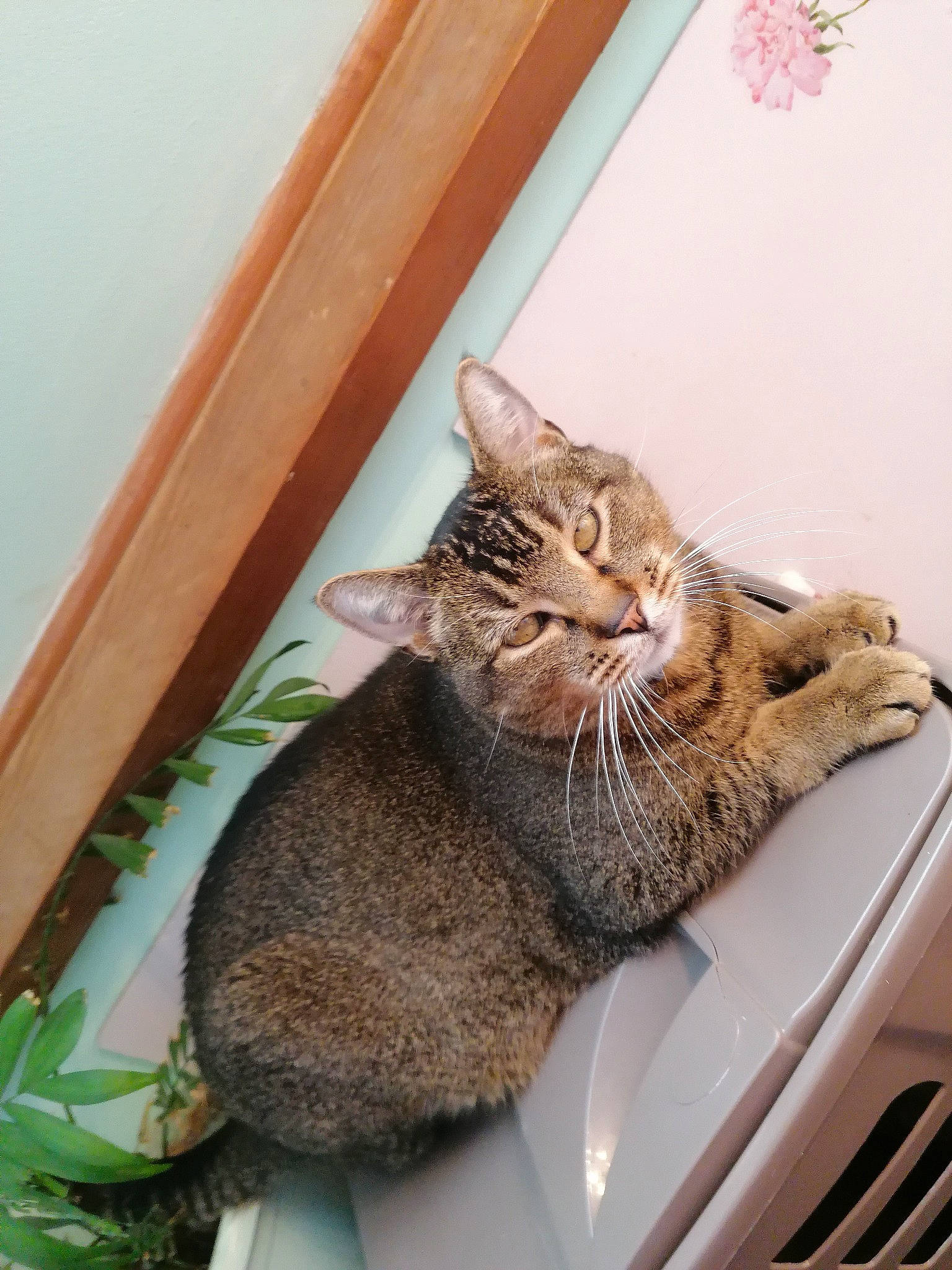 Tigrou a rejoint le concours — aidez-le/la à gagner de superbes lots ! asian, carnivore, cat, chausie, domestic_short_haired_cat, dragon_li, european_shorthair, fawn, felidae, ocicat, pixie_bob, small_to_medium_sized_cats, tabby_cat, whiskers