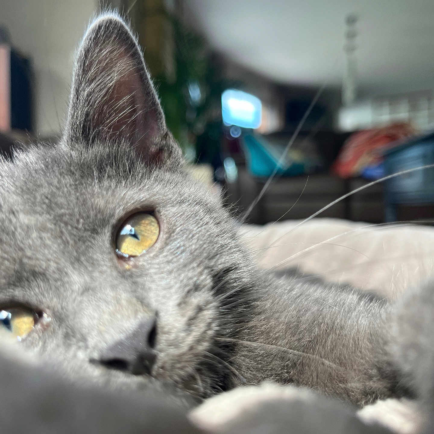 Misti a rejoint le concours — aidez-le/la à gagner de superbes lots ! abyssinian, animal, blackcat, cat, computer, computerhardware, couch, electronics, furniture, hardware, indoors, kitten, laptop, manx, monitor, pc, pet, screen, snout, tv