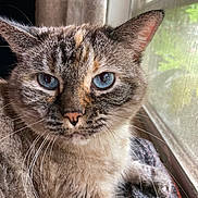 Poopy joined the competition — help win amazing prizes! animal, blue_eyes, cat, close_up, cozy, curtain, domestic_cat, face, feline, fur, indoor, looking, mammal, natural_light, pet, portrait, relaxed, resting, whiskers, window
