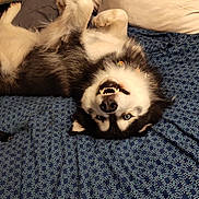 Kodiak joined the competition — help win amazing prizes! dog, husky, pet, lying_down, upside_down, smiling, teeth, fur, blue_eyes, blanket, pillow, couch, indoor, cozy, resting, cute, animal, domestic_animal, happy, playful