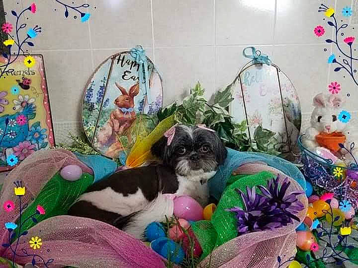 Sasha joined the competition — help win amazing prizes! art, bag, basket, carnivore, cat, comfort, companion_dog, event, felidae, fur, grass, linens, plant, purple, room, small_to_medium_sized_cats, textile, toy, visual_arts, whiskers