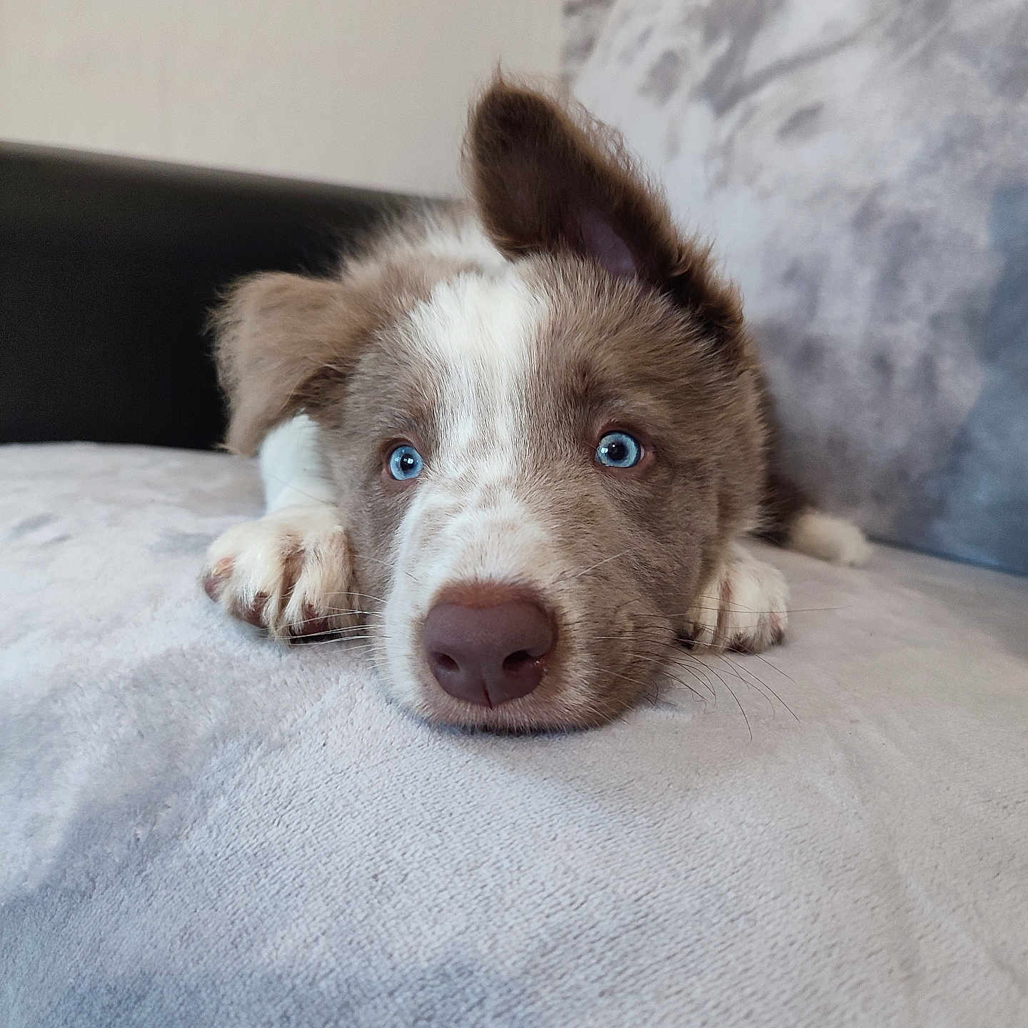 Naoki participe au concours pour gagner de l'argent avec cette photo : animal, blanket, bulldog, canine, collie, couch, dog, furniture, hound, husky, indoors, labradorretriever, person, pet, pitbull, pointer, puppy, snout, terrier, whitedog