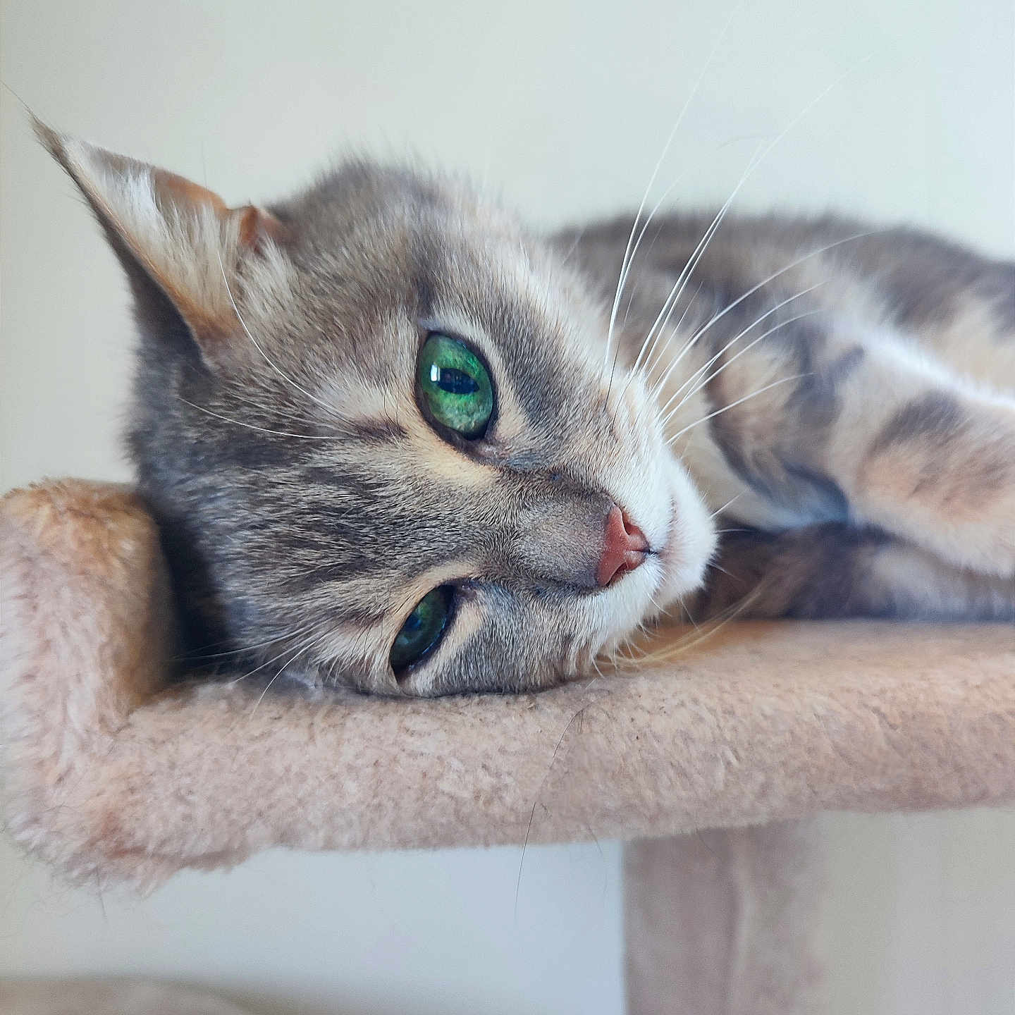 Bébé