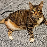 Tula joined the competition — help win amazing prizes! cat, tabby, pet, animal, feline, green_eyes, collar, indoor, bedspread, patterned, striped, white_paws, relaxed, curious, whiskers, tail, fur, mammal, domestic, resting