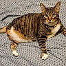 cat, tabby, pet, animal, feline, green_eyes, collar, indoor, bedspread, patterned, striped, white_paws, relaxed, curious, whiskers, tail, fur, mammal, domestic, resting