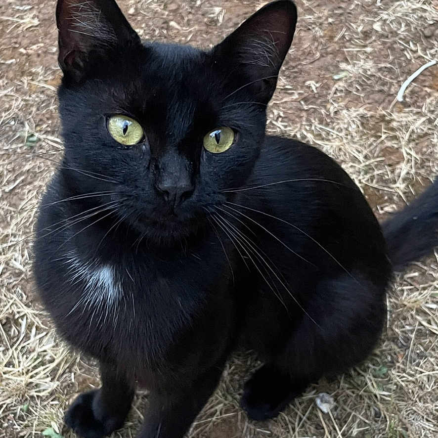 Sky a rejoint le concours — aidez-le/la à gagner de superbes lots ! animal, black_cat, cat, close_up, curious, cute, dirt, eyes, fur, grass, ground, looking_up, mammal, nature, outdoor, pet, sitting, small_animal, whiskers, wildlife