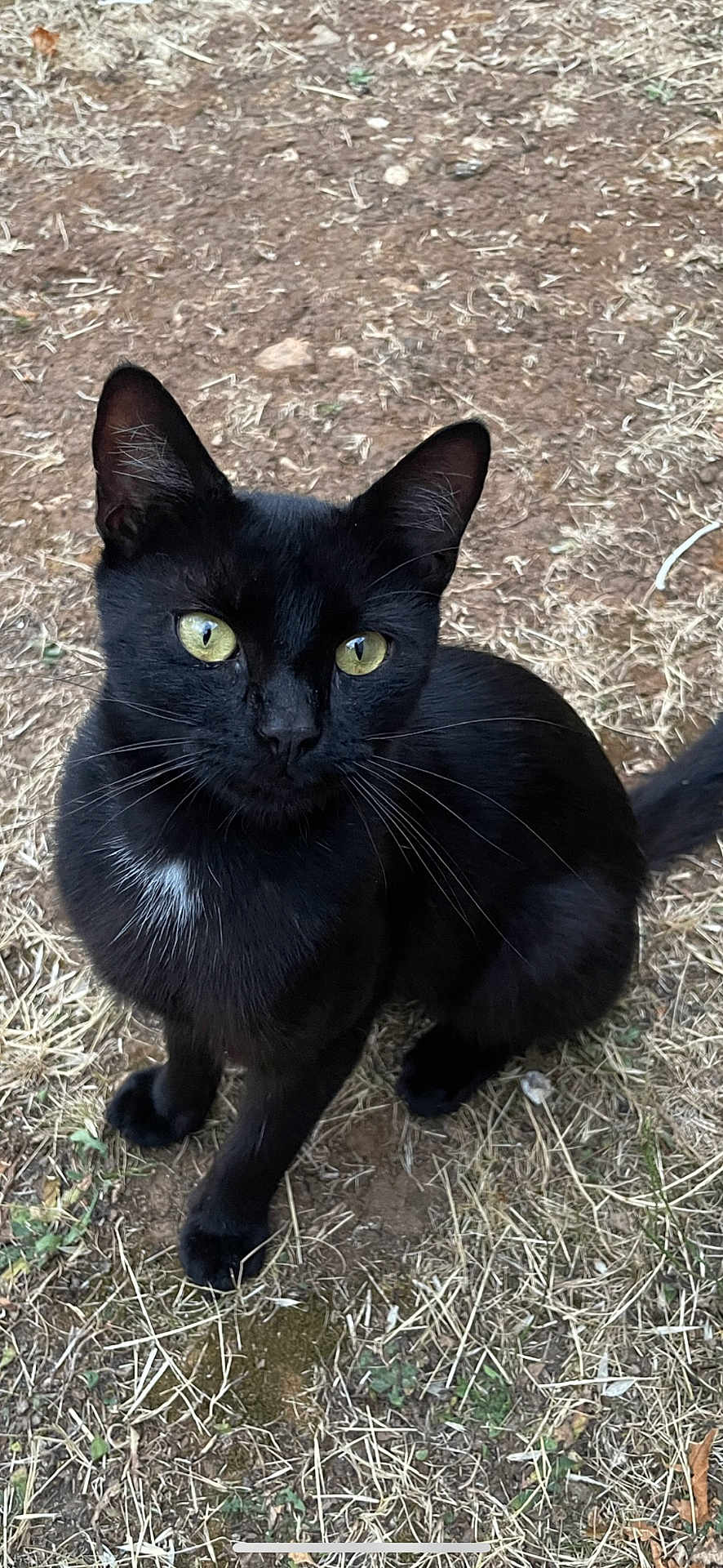 Sky a rejoint le concours — aidez-le/la à gagner de superbes lots ! black_cat, cat, animal, pet, outdoor, grass, dirt, curious, eyes, whiskers, fur, nature, sitting, looking_up, mammal, wildlife, close_up, cute, small_animal, ground