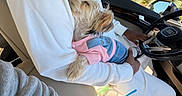 Baby joined the competition — help win amazing prizes! dog, small_dog, pet, animal, pink_sweater, denim_outfit, car, driver, passenger, lap, vehicle_interior, steering_wheel, road_trip, sunlight, outdoor, window, trees, snacks, console, portrait