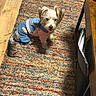 Baby joined the competition — help win amazing prizes! dog, yorkshire_terrier, small_dog, pet, canine, dressed_dog, dog_clothing, blue_outfit, pink_outfit, sitting, indoors, rug, carpet, wooden_floor, home, furniture, laundry_basket, sunlight, portrait, cute
