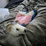 Baby is registered to the contest to win money with this photo: dog, small_dog, fluffy, white_fur, pink_outfit, pet_clothing, sleeping, lying_down, blanket, bed, cozy, indoors, cute, portrait, animal, pet, black_nose, long_hair, relaxed, home