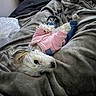 dog, small_dog, fluffy, white_fur, pink_outfit, pet_clothing, sleeping, lying_down, blanket, bed, cozy, indoors, cute, portrait, animal, pet, black_nose, long_hair, relaxed, home