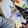 Baby joined the competition — help win amazing prizes! dog, small_dog, pet, pink_outfit, denim_overalls, car, driver, passenger, human, beard, white_clothing, lap, sitting, road_trip, vehicle_interior, steering_wheel, dashboard, snacks, drink, outdoor