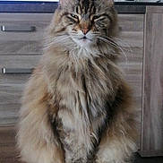 Tara participe au concours pour gagner de l'argent avec cette photo : cat, maine_coon, fluffy, sitting, table, wooden_table, indoor, living_room, furniture, television, game_show, quiz, cabinet, household_items, fur, animal, pet, portrait, looking, relaxed