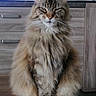 cat, maine_coon, fluffy, sitting, table, wooden_table, indoor, living_room, furniture, television, game_show, quiz, cabinet, household_items, fur, animal, pet, portrait, looking, relaxed
