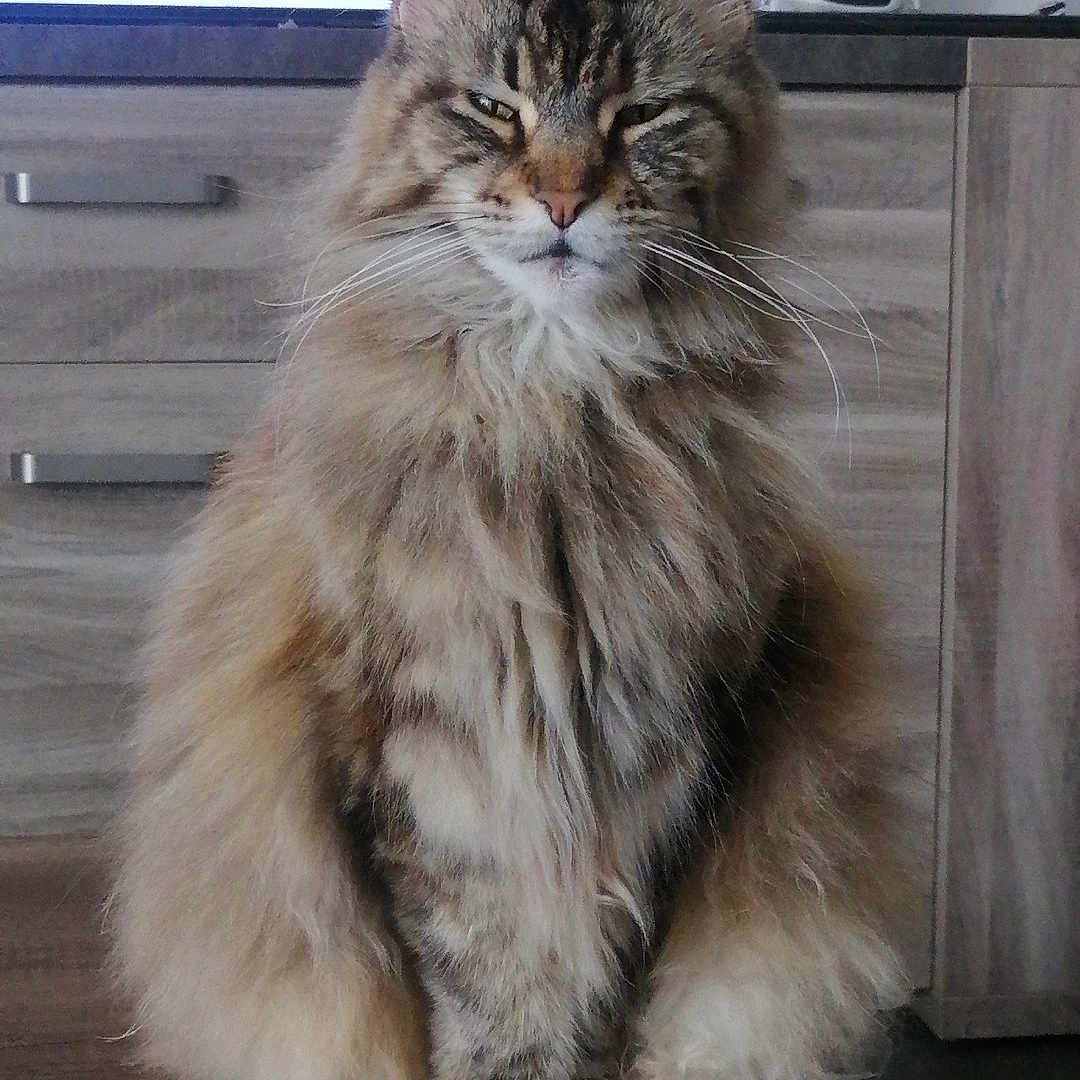 Tara participe au concours pour gagner de l'argent avec cette photo : cat, maine_coon, fluffy, sitting, table, wooden_table, indoor, living_room, furniture, television, game_show, quiz, cabinet, household_items, fur, animal, pet, portrait, looking, relaxed