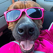 Virgil a rejoint le concours — aidez-le/la à gagner de superbes lots ! dog, sunglasses, pink, tongue_out, car_interior, happy, close_up, pet, canine, cool, accessory, seat, window, casual, leisure, smiling, vehicle, fun, portrait, animal