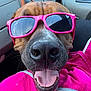dog, sunglasses, pink, tongue_out, car_interior, happy, close_up, pet, canine, cool, accessory, seat, window, casual, leisure, smiling, vehicle, fun, portrait, animal