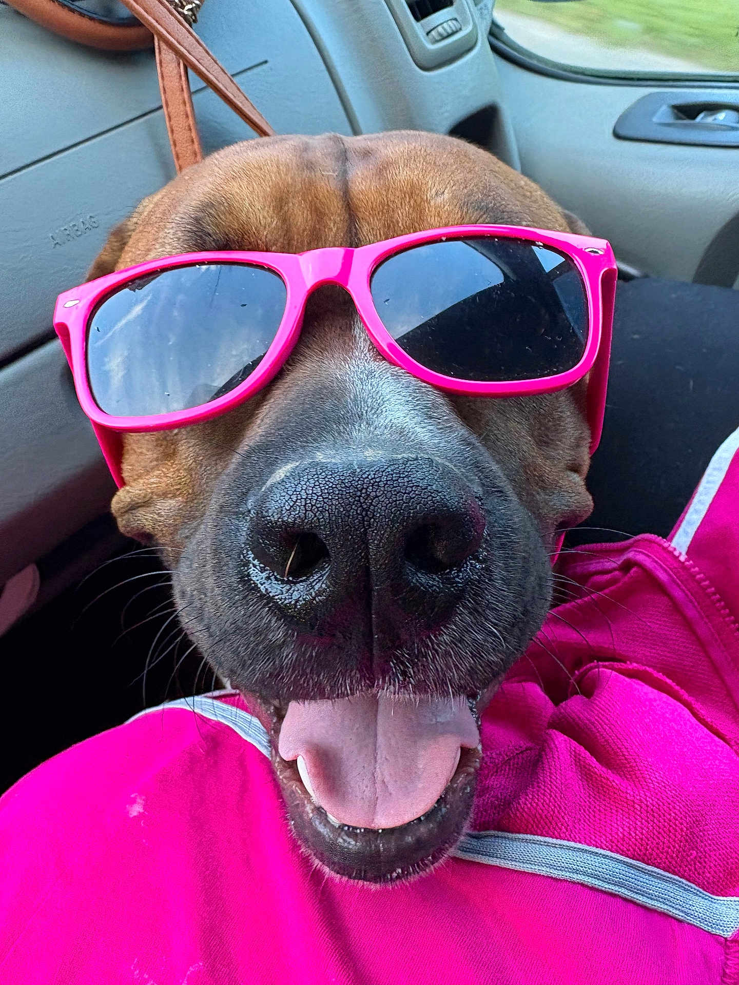 Virgil a rejoint le concours — aidez-le/la à gagner de superbes lots ! dog, sunglasses, pink, tongue_out, car_interior, happy, close_up, pet, canine, cool, accessory, seat, window, casual, leisure, smiling, vehicle, fun, portrait, animal