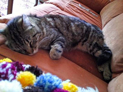 Pato a rejoint le concours — aidez-le/la à gagner de superbes lots ! carnivore, cat, comfort, couch, domestic_short_haired_cat, felidae, fur, nap, sleep, small_to_medium_sized_cats, snout, whiskers, wool