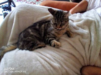 Pato participe au concours pour gagner de l'argent avec cette photo : bed, carnivore, cat, comfort, domestic_short_haired_cat, fawn, felidae, fur, linens, nap, paw, room, sleep, small_to_medium_sized_cats, snout, terrestrial_animal, textile, whiskers