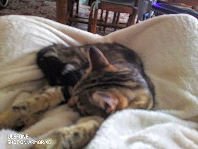 Pato a rejoint le concours — aidez-le/la à gagner de superbes lots ! bedding, carnivore, cat, chair, comfort, domestic_short_haired_cat, fawn, felidae, fur, linens, nap, paw, room, small_to_medium_sized_cats, snout, tail, terrestrial_animal, textile, whiskers, wood