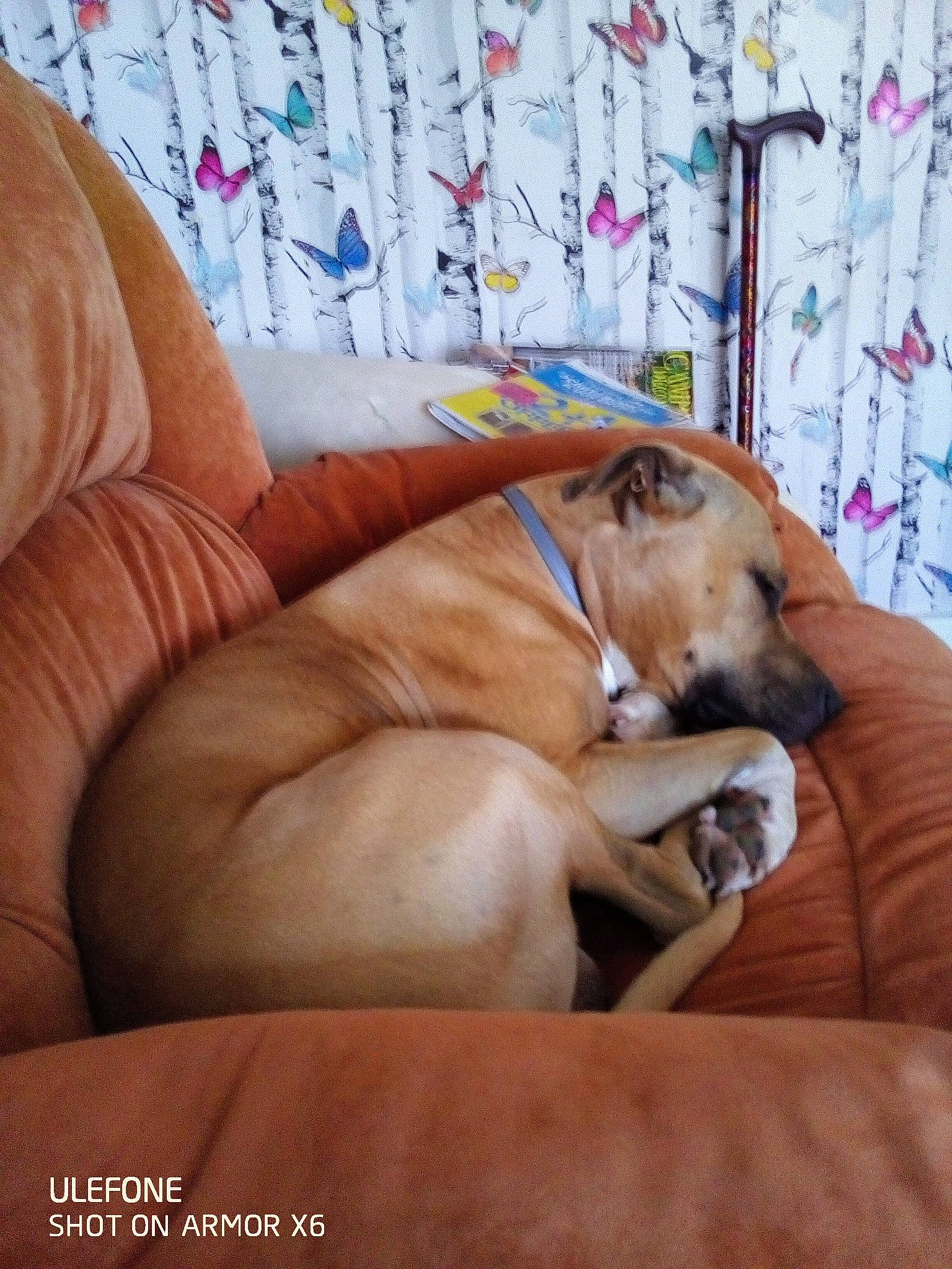 Tyson a rejoint le concours — aidez-le/la à gagner de superbes lots ! canidae, carnivore, comfort, companion_dog, couch, dog, dog_breed, dog_supply, fawn, flooring, guard_dog, hardwood, linens, nap, room, sporting_group, tail, whiskers, wood, working_animal