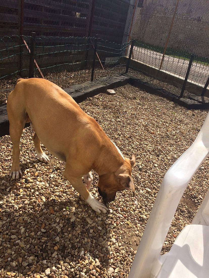 Tyson a rejoint le concours — aidez-le/la à gagner de superbes lots ! animal_feed, animal_shelter, bovine, cage, carnivore, companion_dog, dog, dog_breed, fawn, grass, liver, livestock, mesh, pet_supply, soil, suidae, tail, terrestrial_animal, vertebrate, working_animal