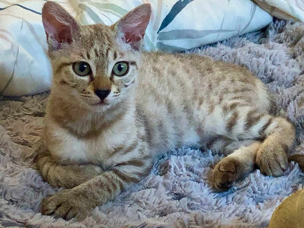 Dinky joined the competition — help win amazing prizes! cat, kitten, tabby, feline, pet, animal, cute, indoor, resting, fluffy_blanket, pillow, light_brown, striped, young, fur, whiskers, relaxed, cozy, closeup, laying