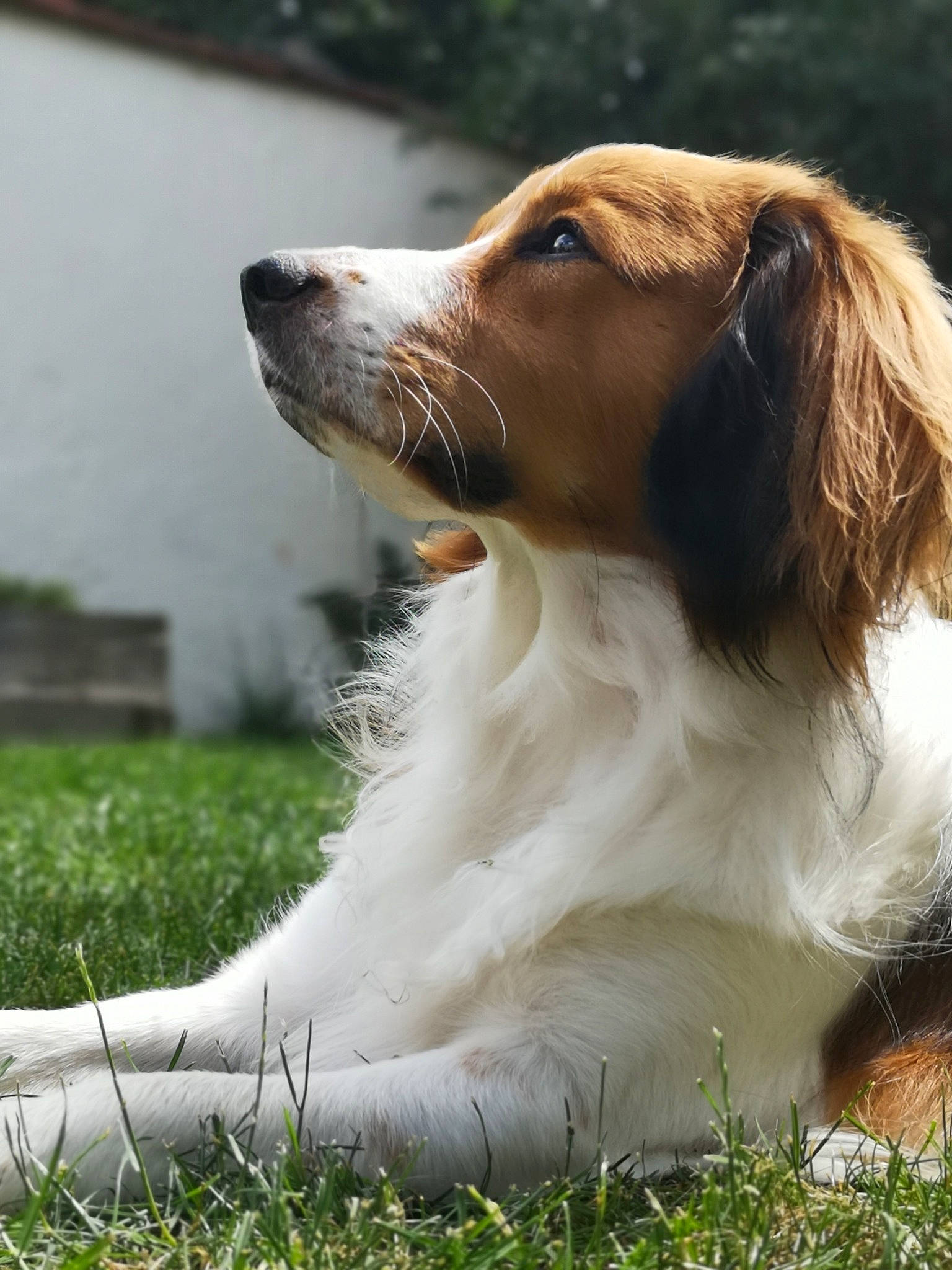 Pao participe au concours pour gagner de l'argent avec cette photo : brittany, canidae, carnivore, companion_dog, dog, dog_breed, drentse_patrijshond, irish_red_and_white_setter, kooikerhondje, kromfohrlander, mammal, rare_breed_dog, spaniel, sporting_group, vertebrate, welsh_springer_spaniel