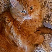 Papaya joined the competition — help win amazing prizes! cat, orange_cat, fluffy, pet, animal, feline, green_eyes, whiskers, cozy, blanket, plush_toy, indoor, cute, relaxed, fur, mammal, sleepy, domestic_cat, soft, resting