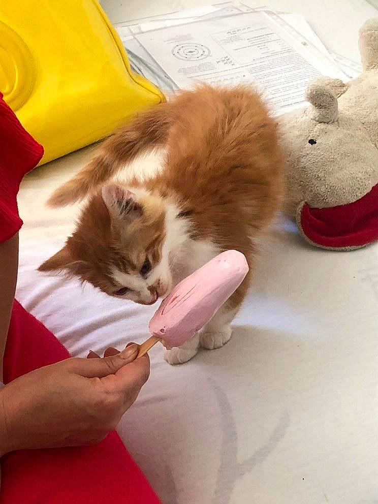 Kenny a rejoint le concours — aidez-le/la à gagner de superbes lots ! carmine, carnivore, cat, claw, comfort, companion_dog, domestic_short_haired_cat, fawn, felidae, foot, fur, gesture, human_leg, nail, paw, small_to_medium_sized_cats, stuffed_toy, tail, toy, whiskers