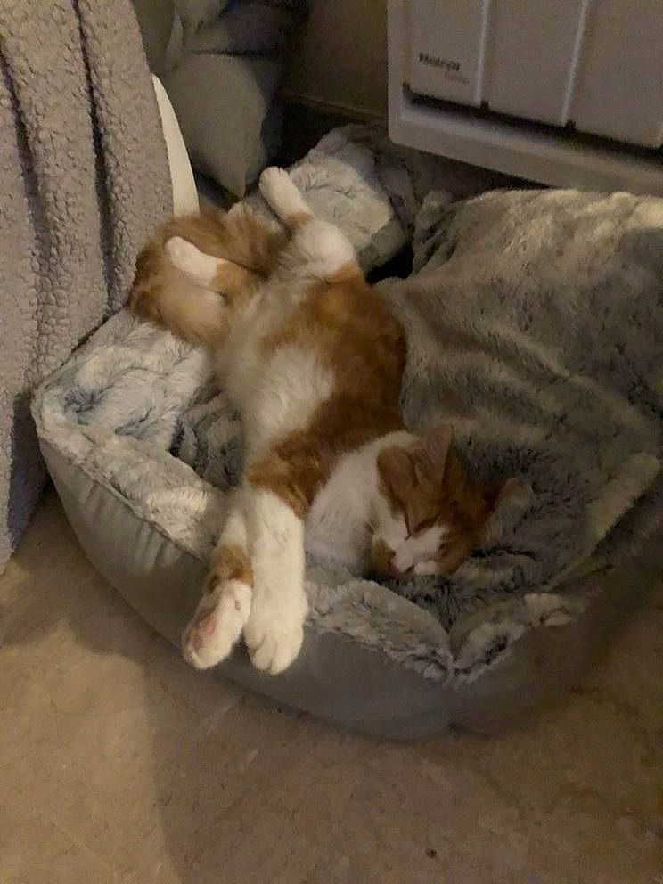 Kenny a rejoint le concours — aidez-le/la à gagner de superbes lots ! carnivore, cat, claw, comfort, companion_dog, couch, dog_breed, domestic_short_haired_cat, fawn, felidae, fur, hardwood, linens, paw, room, small_to_medium_sized_cats, sporting_group, tail, whiskers, wood