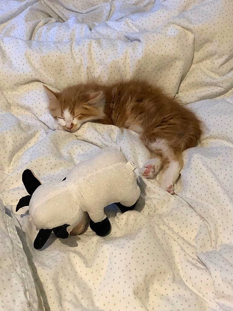 Kenny participe au concours pour gagner de l'argent avec cette photo : carnivore, cat, cat_toy, claw, comfort, companion_dog, dog_breed, domestic_short_haired_cat, fawn, felidae, fur, linens, mammal, paw, small_to_medium_sized_cats, tail, textile, toy, vertebrate, whiskers