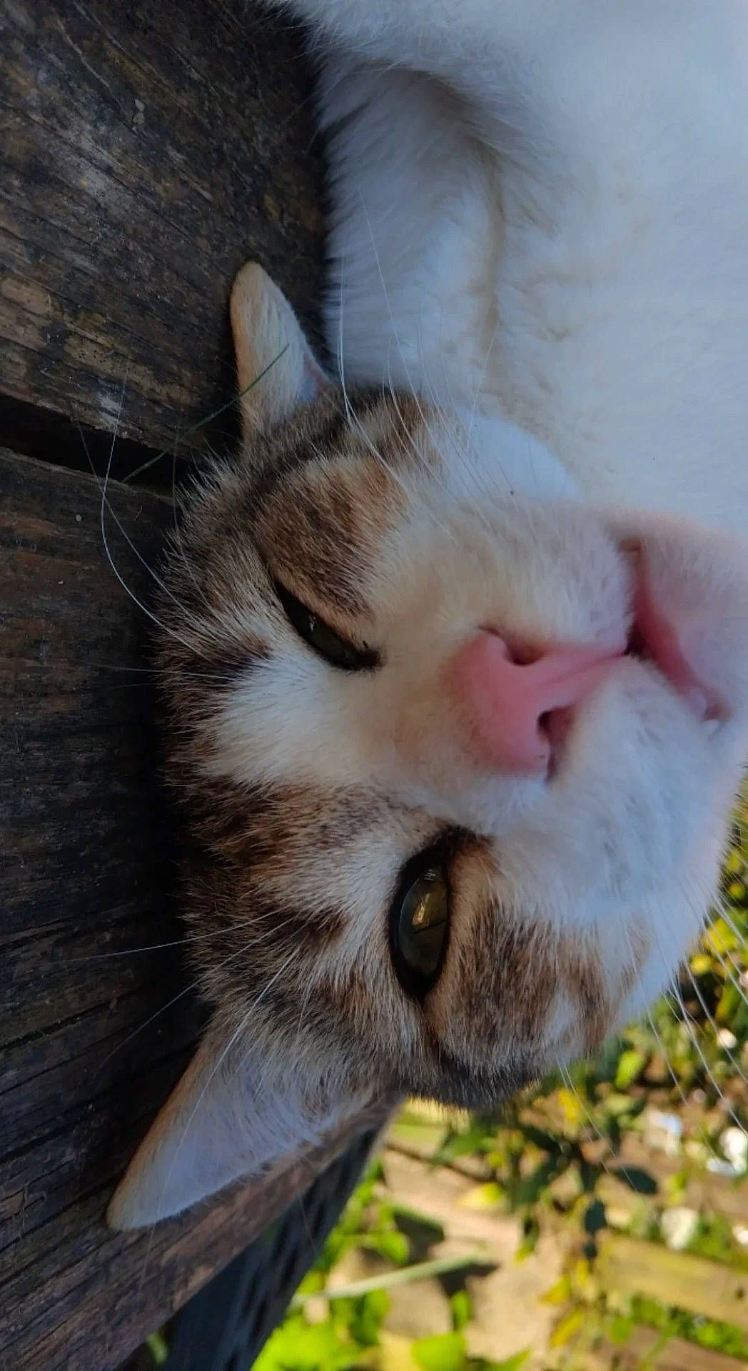 animal, cat, close_up, cute, daylight, ear, eye, feline, fur, greenery, mammal, nature, outdoor, pet, pink_nose, portrait, relaxed, sleepy, whiskers, wooden_surface