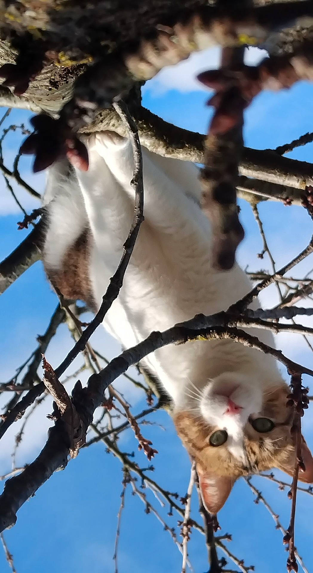 adventure, animal, branches, cat, climbing, closeup, curious, daylight, ears, eyes, feline, fur, looking_down, nature, outdoor, pet, sky, tree, whiskers, wildlife