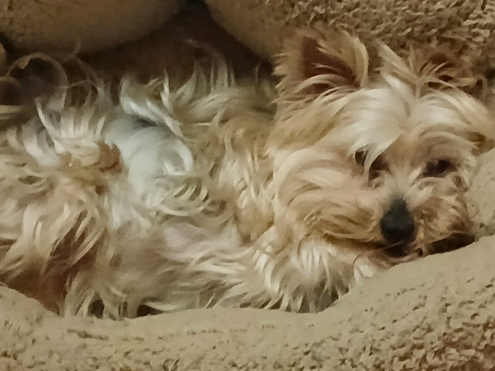 Sweetie is registered to the contest to win money with this photo: canidae, carnivore, comfort, companion_dog, dog, dog_breed, fur, liver, maltepoo, non_sporting_group, poodle_crossbreed, puppy, small_terrier, sporting_group, terrestrial_animal, terrier, toy_dog, water_dog, working_animal, yorkipoo