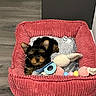 adorable, corduroy_bed, cozy, cute, dog, ears, fur, home, indoor, pet, pink_bed, puppy, resting, sleepy, small, soft, stuffed_animal, toy, wood_floor, yorkshire_terrier