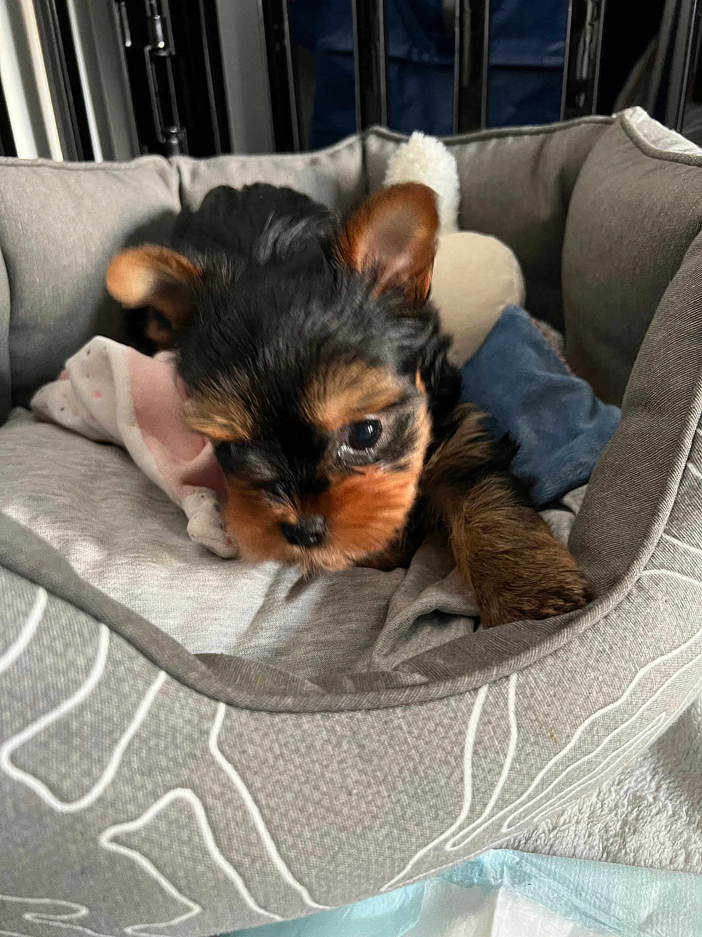 Ava participe au concours pour gagner de l'argent avec cette photo : puppy, dog, yorkshire_terrier, pet, dog_bed, bedding, blanket, toy, plush_toy, fur, close_up, cute, small, paw, nose, eyes, ears, indoor, cozy, resting