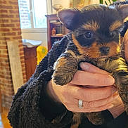 Ava participe au concours pour gagner de l'argent avec cette photo : puppy, dog, small_dog, pet, yorkie_style, holding, human_hand, ring, fur, eyes, indoor, living_room, brick_wall, window, painting, lamp, bookcase, coat, cute, portrait