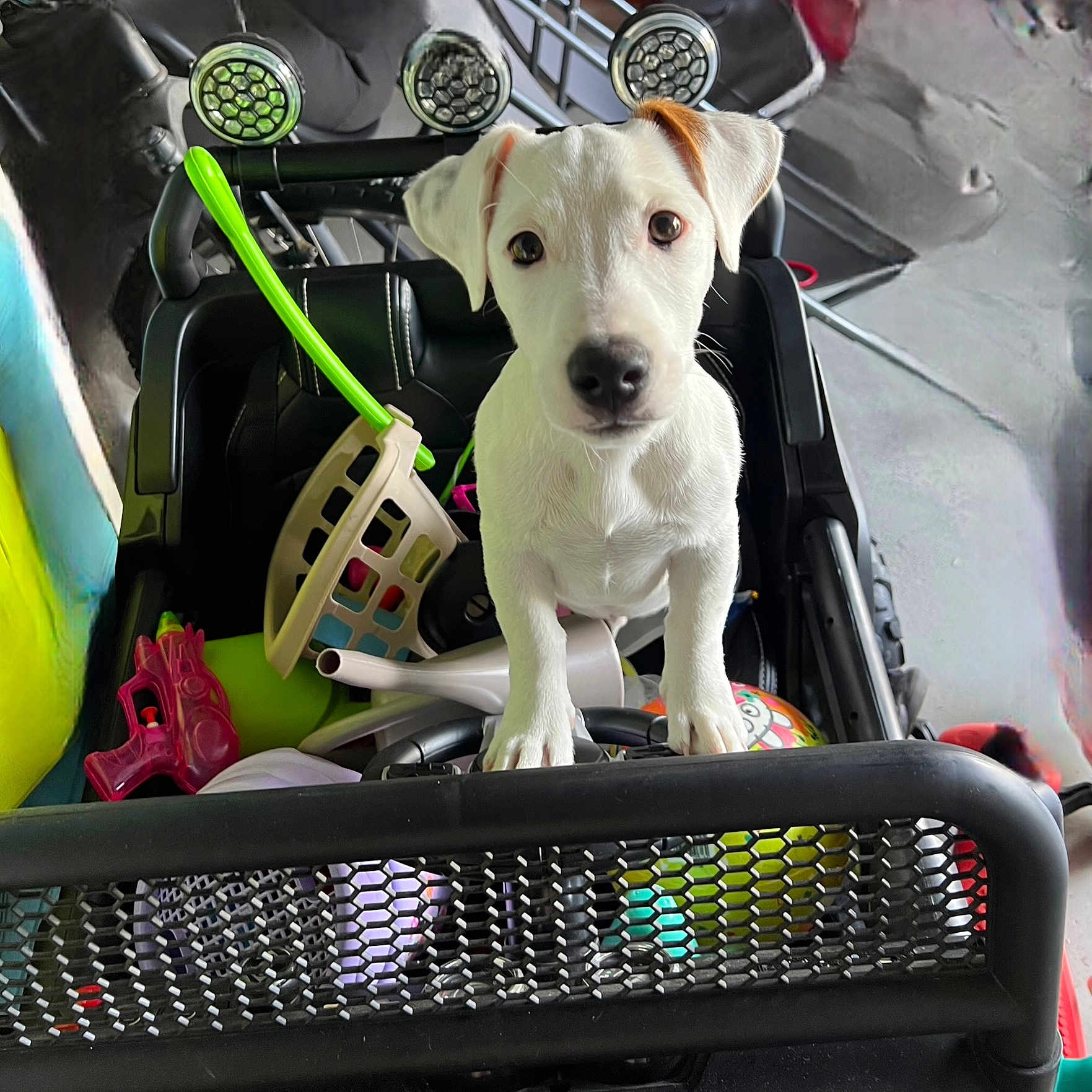 Alpha a rejoint le concours — aidez-le/la à gagner de superbes lots ! animal, black_car, brown_ear, childrens_toy, curious, cute, dog, face, fun, indoor, looking, pet, pet_portrait, plastic_toys, play, puppy, small_dog, toy_car, toys, white_dog