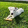 animal, canine, chewing, cute, dog, grass, grass_field, greenery, nature, outdoor, pet, playful, puppy, relaxed, summer, sunlight, toy, white_dog, wooden_toy, young_dog